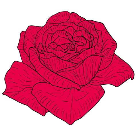 Premium Vector | Beautiful color sketch rose flower on a white background