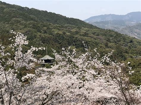 『桜満開 大津 長等公園～三井寺～琵琶湖疎水を歩いてきました。』大津滋賀県の旅行記・ブログ By Olive26さん【フォートラベル】