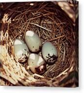 Redwing Blackbird Eggs Photograph By Amy Schauland Fine Art America