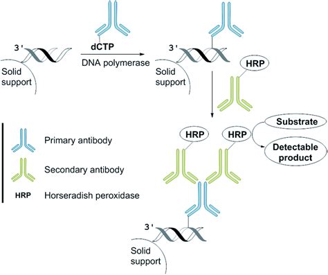 Antibodynucleotide Conjugate As A Substrate For Dna Polymerases