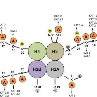 Role Of Lysine Acetylation In Enzymes Involved In Intermediary