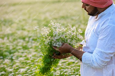 Premium Photo | Indian happy farmer harvesting coriander flowers ...