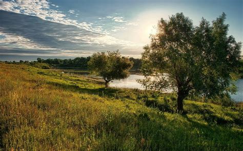 Nature Grass Sun Shine Light Wood Tree Shadow Polyana Glade HD