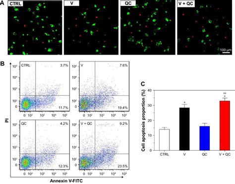 Quaternized Chitosan Showed A Synergetic Effect On Increasing Cell