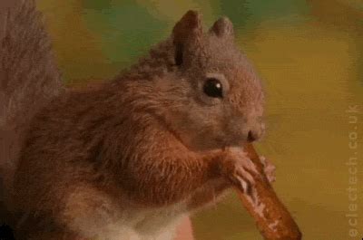 Cute Squirrel Eating