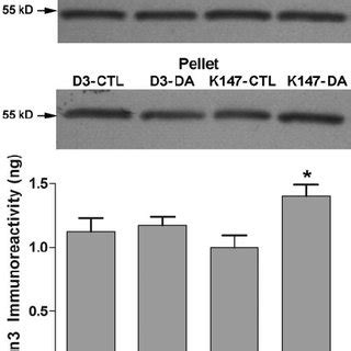 Agonist Induced Translocation Of Arrestin3 In HEK 293 Cells Co