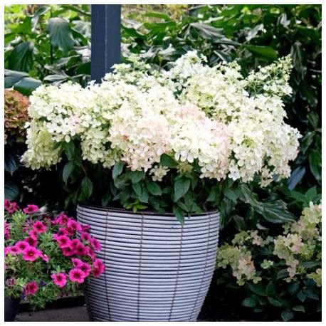 Hortensja Bukietowa Petite Star Coustar Hydrangea Paniculata Albamar