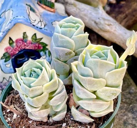 16 Top Graptoveria Varieties Everyone Loves - Sublime Succulents