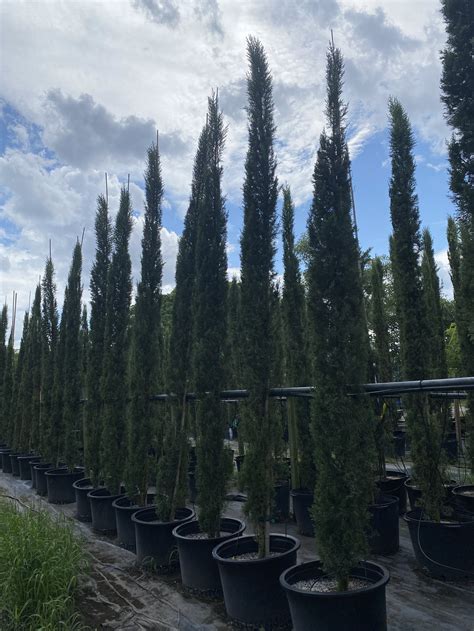Cupressus sempervirens - "Italian Cypress" — South Coast Grower, Inc.