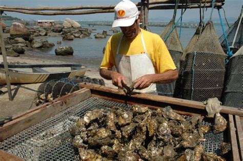 Comercializa O E Consumo De Ostras E Mexilh Es Est O Proibidos No