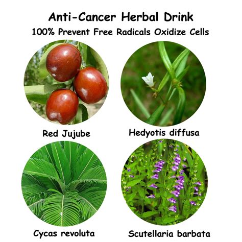 Anti Cancer Herb Medicine Formula Prevent Cancer Herbal Drink Prevent