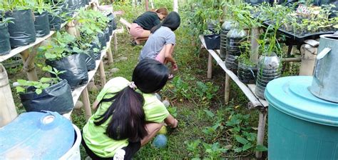 Community Gardens In Ilocos Sur Boost Food Security Amid Covid 19