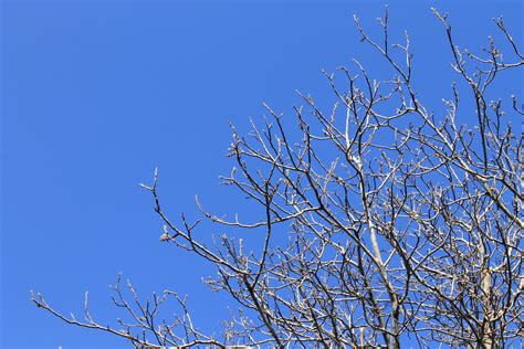 图片素材 性质 户外 科 冬季 厂 天空 草原 霜 弹簧 自然 蓝色 花园 枝条 树木 树叶 背景 分支