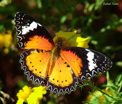 Butterflies images Most Beautiful Butterflies wallpaper and background ...