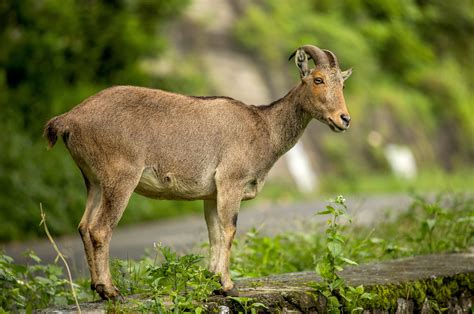 Nilgiri Tahr| Anamalai Tiger Reserve|RoundGlass|Sustain