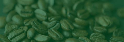 Organic Cold Brew - Charleston Coffee Roasters