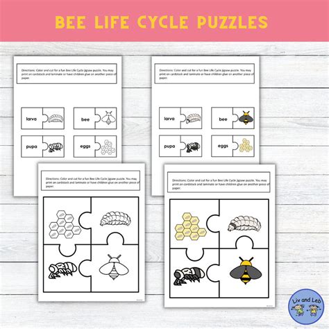 Bee Life Cycle Insect Life Cycle Life Cycle of a Bee - Etsy