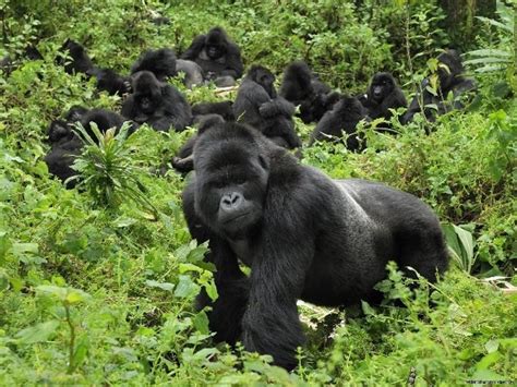 How Difficult Is Gorilla Trekking In Bwindi Impenetrable National Park