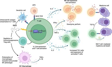 Frontiers Tumor And Microenvironmental Mechanisms Of Resistance To