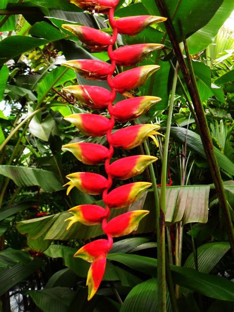 Hermosa flora encontrarás en Costa Rica Jardines tropicales Flores