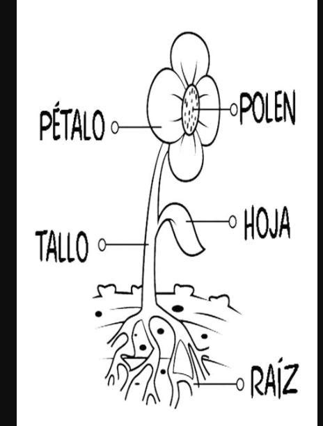 C Mo Dibujar Una Flor Con Sus Partes Paso A Paso Muy F Cil