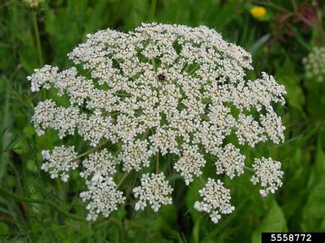 Toothpick Ammi Ammi Visnaga