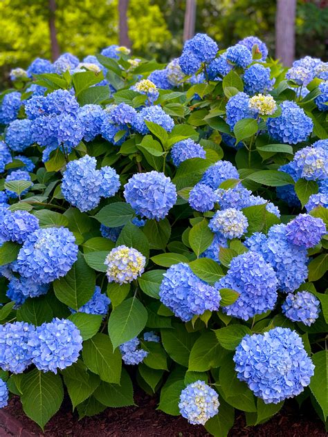 Growing Hydrangeas: Selecting Hydrangeas for Your Garden - Tilly's Nest