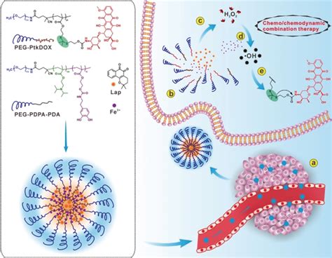 Schematic Illustration Showing The Cascade Of ROS Generation And Drug