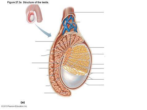 Anatomy Male Testis Diagram Quizlet