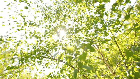 White Birch Tree Leaves Stock Footage Video (100% Royalty-free) 403648 | Shutterstock