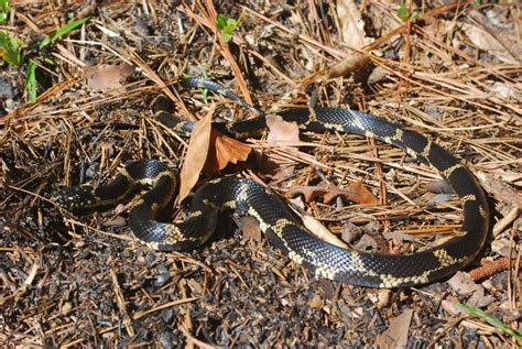 Eastern Kingsnake In October By Robert Gundy Inaturalist