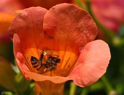 Honey Bee Honey Bee On My Neighbor S Trumpet Vine Don Flickr