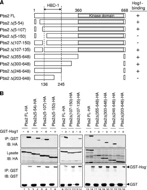 Mapping Of Hbd 1 In Pbs2 A A Schematic Diagram Of Full Length Pbs2 Download Scientific