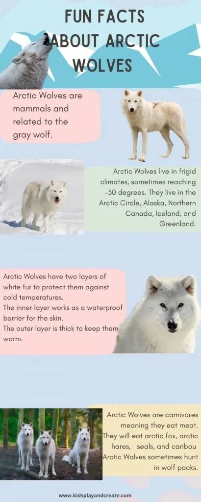 Arctic Wolf Facts For Kids Kids Play And Create