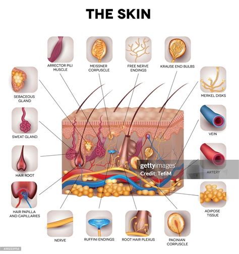 Skin Anatomy High-Res Vector Graphic - Getty Images