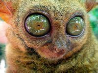 21 Animals with BIG EYES... ideas | animals, big eyes, funny animals