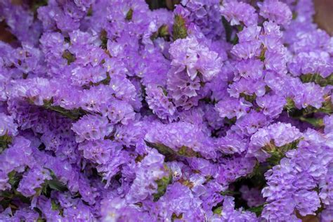 Statice Flower Limonium Sinuatum Care Tips Gardendi