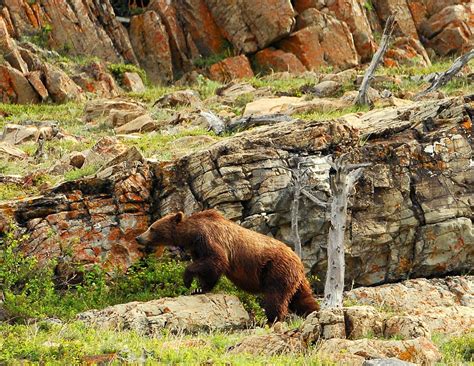 Grizzly Bear | Glacier National Park | June, 2012 | Tony Thomas Photography