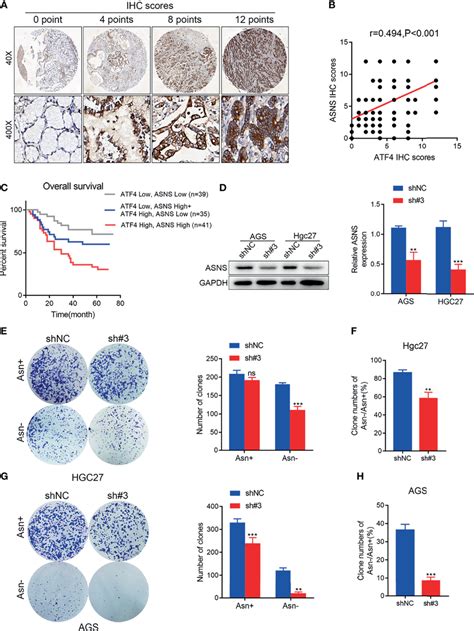 Activating Transcription Factor 4 Atf4 May Regulate Asparagine