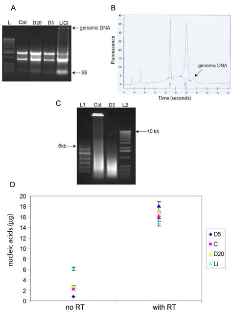 Effect Of Genomic Dna Contamination In Total Rna A 1 Agarose Gel Of Download Scientific