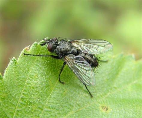 Periscepsia Spathulata Male Ryton Wood Warwickshire 201 Flickr