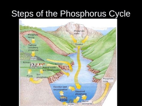 (PPT) Steps of the Phosphorus Cycle. Phosphorus Is a limiting factor in ...