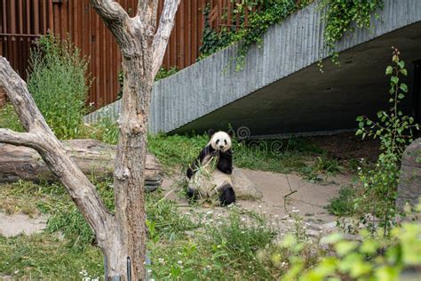 Panda in Copenhagen Zoo editorial stock photo. Image of skin - 259421663