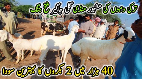 Gali Jageer Dumba Bakra Mandi Latest Update 21 October 2023 40K Ma