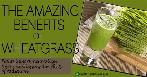 21 Amazing Benefits Of Wheatgrass And Why You Should Eat It