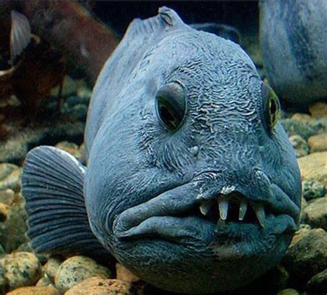 Pin on Ugly fish | Deep sea creatures, Beautiful sea creatures, Scary fish