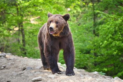 Urso Pardo Europeu Em Uma Paisagem Florestal No Ver O Grande Urso Pardo