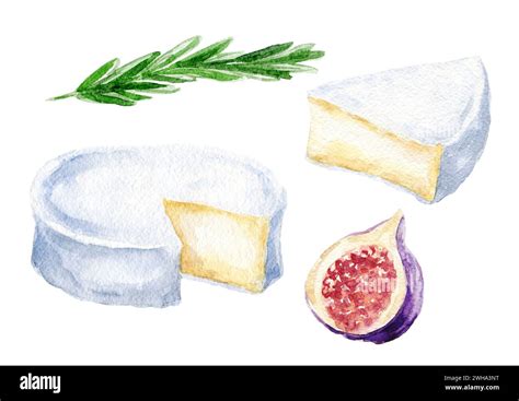 Hand Drawn Watercolor Camembert French Cheese Set With Fig And