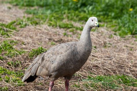 Cape Barren Goose in Australia Stock Image - Image of beautiful, common ...