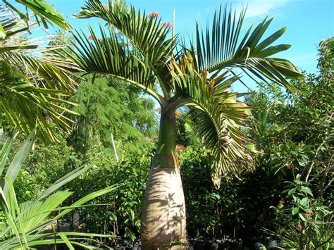 Hyophorbe Lagenicaulis Bottle Palm1 Richard Lyons Nursery Inc